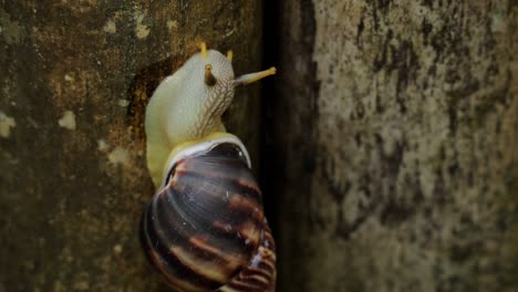 Snail-escargot-crawling-on-a-wooden-surface,-close-up