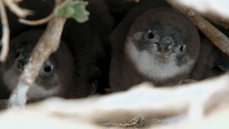 Crías-De-Pingüinos-De-Patas-Negras-En-Su-Madriguera-Protectora