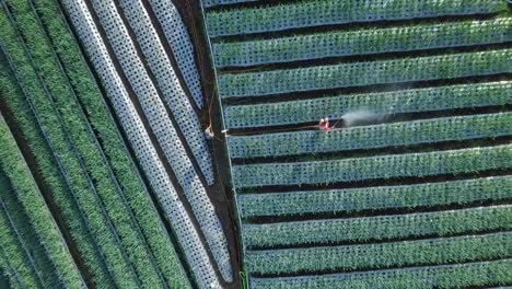 Ascending-top-down-shot-of-farmer-in-protection-clothes-spraying-scallion-plantation-field
