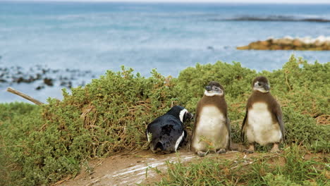 Afrikanische-Pinguinküken-Halten-Das-Gleichgewicht,-Während-Sie-Fast-Vom-Wind-Umgeweht-Werden