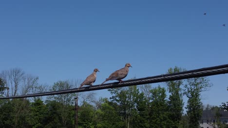 Two-birds-sitting-on-a-powerline-on-a-sunny-day