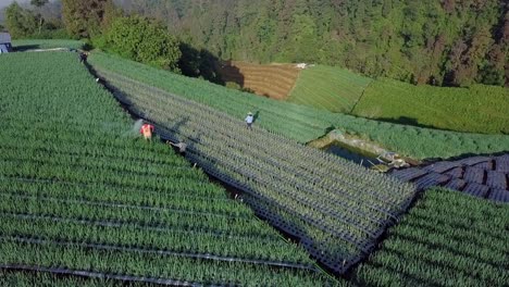 Luftaufnahme-Einer-Farm,-Die-Pestizide-Auf-Einer-Schalottenplantage-In-Indonesien-Versprüht