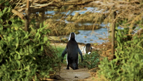 Jackass-penguin-framed-by-pathway-through-coastal-vegetation,-back-shot