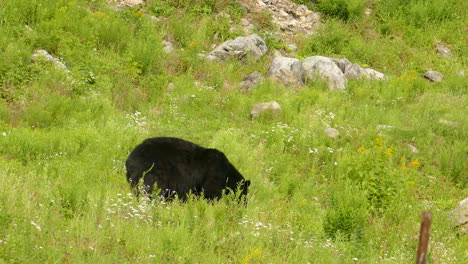 An-American-black-bear-walking-along-a-grassy-slope-foraging-for-food
