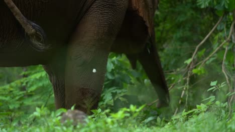 Großer-Glücklicher-Elefant,-Der-Blätter-Neben-Einem-Weißen-Schmetterling-Im-Tierschutzgebiet-Im-Dschungel-Von-Chiang-Mai-Thailand-Zeitlupe-Isst