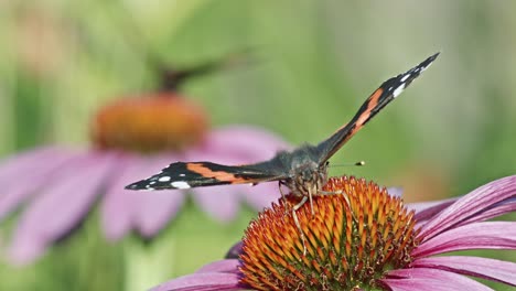 Two-Red-Admiral-Butterflies-Eating-Nectar-On-Purple-Coneflowers---close-up