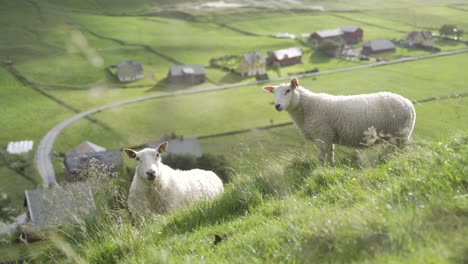 Zwei-Schafe,-Die-In-Richtung-Kamera-Blicken,-Während-Sie-Auf-Einer-Bergwiese-Mit-Gehöften-Unten-Stehen