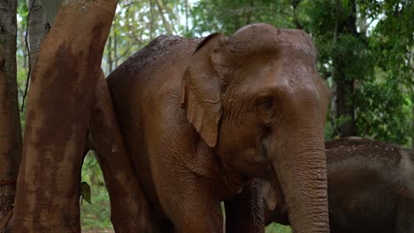 Riesiger-Glücklicher-Elefant-Kratzt-Seinen-Körper-An-Einem-Baum-Während-Einer-Schlammcharge-Im-Tierschutzgebiet-Im-Dschungel-Von-Chiang-Mai-Thailand-Zeitlupe