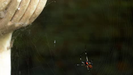 Spider-is-doing-net-casting-make-a-web,-close-up