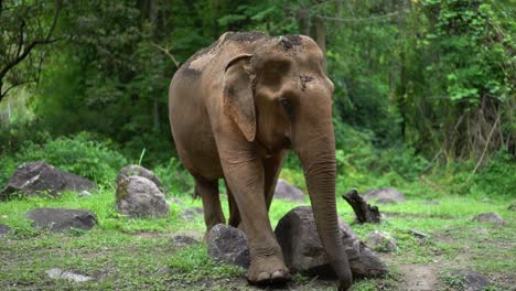 Großer-Elefant,-Der-Durch-Felsige-Wiese-Im-Tierschutzgebiet-Im-Dschungel-Von-Chiang-Mai-Thailand-Geht,-Enthüllen-Zeitlupe