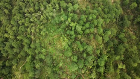 Aerial-shot-directly-above-a-thick-forest-or-jungle-in-SouthEast-Asia-with-glimpses-of-walking-trails