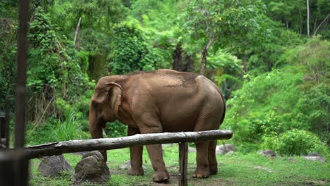 Elefante-Grande-Caminando-Por-Un-Prado-Rocoso-En-La-Jungla-De-Un-Santuario-De-Animales-Chiang-Mai-Tailandia-Cámara-Lenta-Revelar