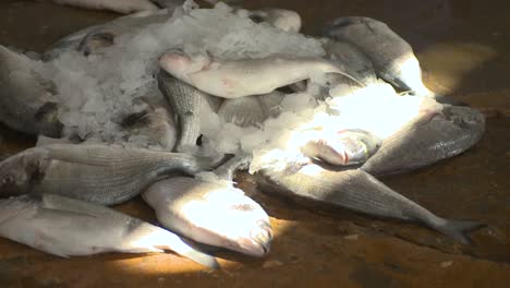Close-up-of-the-sun-hitting-a-pile-of-fresh-fish-laying-on-the-wet-ground