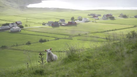 Majestic-meadows-for-sheep-on-Norway-coastline,-windy-day