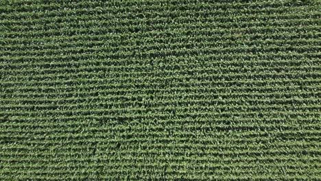 Top-down-view-of-green-maize-field-in-the-italian-countryside
