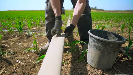Farmer-installs-a-drip-system-in-a-corn-field