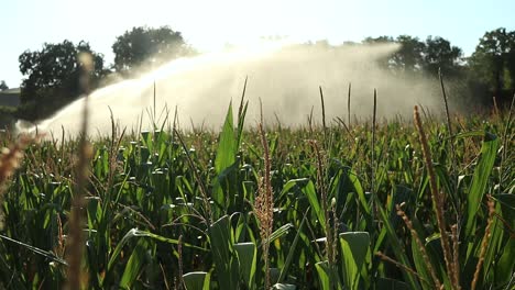 Bewässerung-Eines-Maisfeldes-Auf-Einem-Biobauernhof-Mit-Wasser-Bei-Sonnenuntergang
