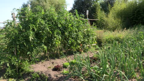 Vegetable-garden-with-various-vegetables,-tomatoes,-lettuce,-garlic,-onions-and-carrots-Status