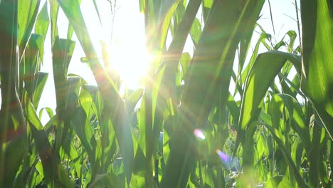 Bottom-up-shot-of-green-organic-corn-plants-at-sunset