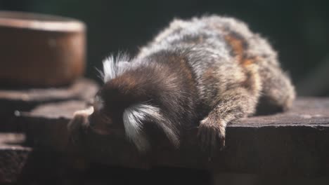 Fluffy-little-common-marmoset,-callithrix-jacchus-laying-on-a-tree-stump,-turning-around-to-find-a-better-sleeping-position-in-an-enclosed-environment-at-wildlife-park