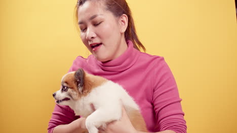 Asian-woman-playing-with-chihuahua-mix-pomeranian-dogs-for-relaxation-on-bright-yellow-background-5