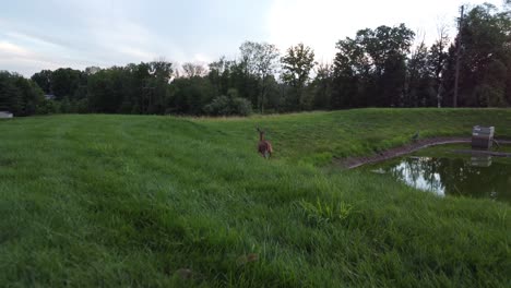 Doe-deer-in-a-field-at-sunset-3
