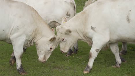 Two-white-cows-fight-of-play-in-green-meadow,-close-up-view