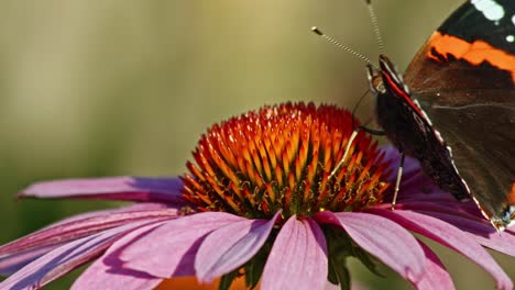 Red-Admiral-Butterfly-Feeding-With-Purple-Coneflower-Nectar---macro-shot