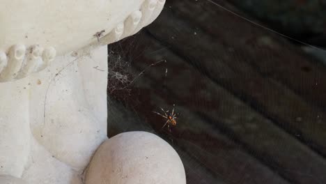 Orange-spider-is-net-casting-and-walk-through-web,-close-up