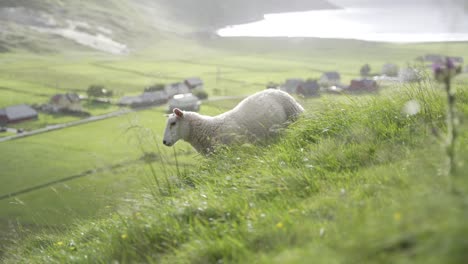 Schafe-Grasen-An-Sonnigen-Tagen-Auf-Der-Majestätischen-Wiese-Am-Hang-In-Norwegen