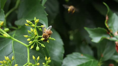 Close-up-shot-of-bee-collecting-pollen-and-nectar-from-a-green-plant