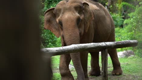 Großer-Elefant,-Der-Durch-Felsige-Wiese-Im-Dschungel-Eines-Tierschutzgebietes-Geht-Chiang-Mai-Thailand-Zeitlupe-Enthüllen-1