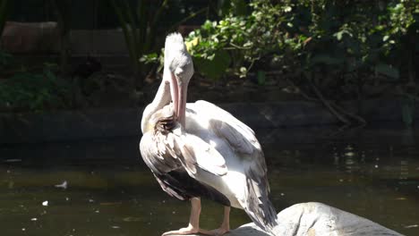 Large-pink-backed-pelican,-pelecanus-rufescens-with-greyish-plumage,-busy-preening-and-cleaning-wing-feathers-with-its-bill-by-the-swamp-on-a-sunny-day-at-bird-sanctuary,-wildlife-park,-close-up-shot