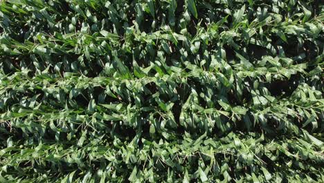 Top-down-view-of-green-leaves-of-corn-plants,-static-shot