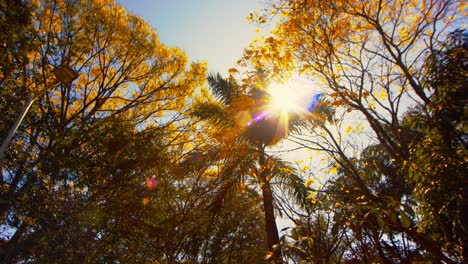 Sunlight-beaming-through-yellow-autumn-tree-leaves-in-park