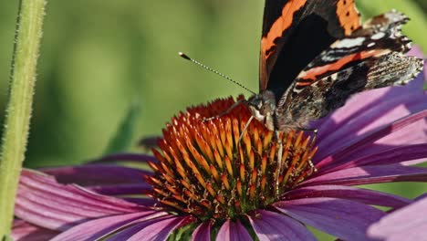 Red-Admiral-Butterfly-Sipping-Nectar-From-Purple-Coneflower---macro