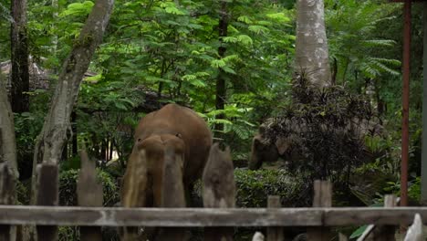 Grandes-Elefantes-Caminando-Y-Entrando-En-El-Santuario-De-Animales-En-La-Jungla-De-Chiang-Mai-Tailandia-A-Cámara-Lenta