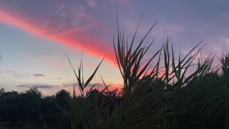 Low-angle-view-of-a-sunset-or-sunrise-through-pond-reeds-1