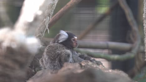Cute-little-common-marmoset,-callithrix-jacchus,-with-white-tufted-ears-wondering-around-in-an-enclosed-environment-at-wildlife-sanctuary,-close-up-shot