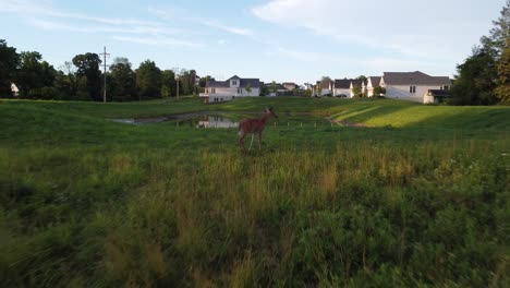 Doe-deer-in-a-field-at-sunset-1