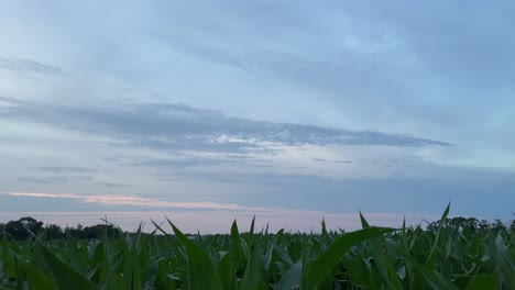 Blick-Nach-Oben-Auf-Ein-Maisfeld-Bei-Sonnenaufgang