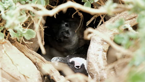 Mother-Cape-penguin-with-her-animated-chick-in-burrow-on-coastline