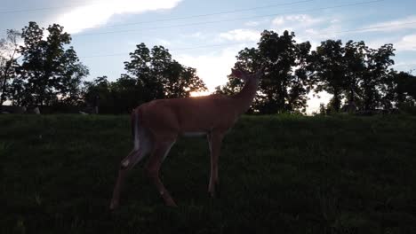 Doe-deer-in-a-field-at-sunset