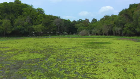 AERIAL---Flock-of-birds-takes-off-from-swamp,-marshland-in-a-forest,-forward