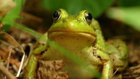 A-close-up-of-a-bullfrog-breathing-by-convulsing-movement-of-its-throat