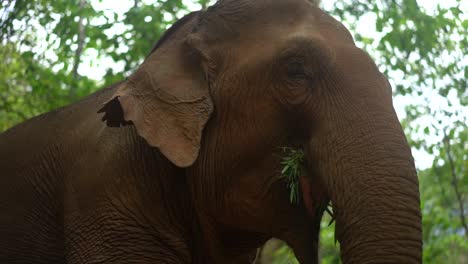 Happy-Big-Sanctuary-Elephant-Eating-Leaves-and-Running-Through-the-Jungle-of-Chiang-Mai-Thailand-Close-Up-in-SLOW-MOTION