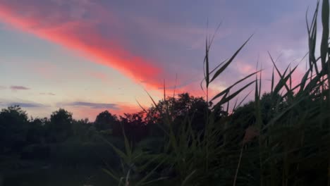 Low-angle-view-of-a-sunset-or-sunrise-through-pond-reeds