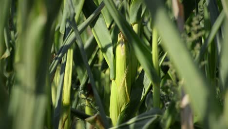 Steady-detail-footage-of-a-corn-on-the-cob-inside-a-field-during-warm-sunset