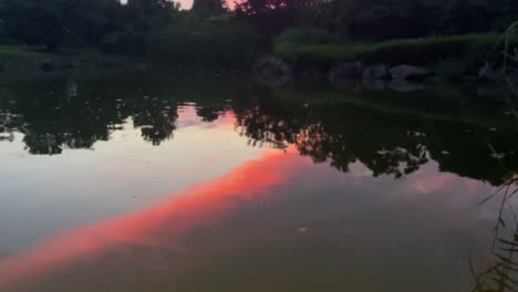 Low-angle-view-of-a-sunset-or-sunrise-through-pond-reeds-3