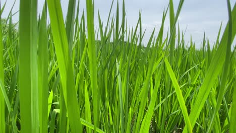 Bodenansicht-Einer-Nicht-Gentechnisch-Veränderten-Reisfeldplantage,-Blick-Durch-Die-Blätter-Von-Reispflanzen-Auf-Einem-Feld-Im-Freien